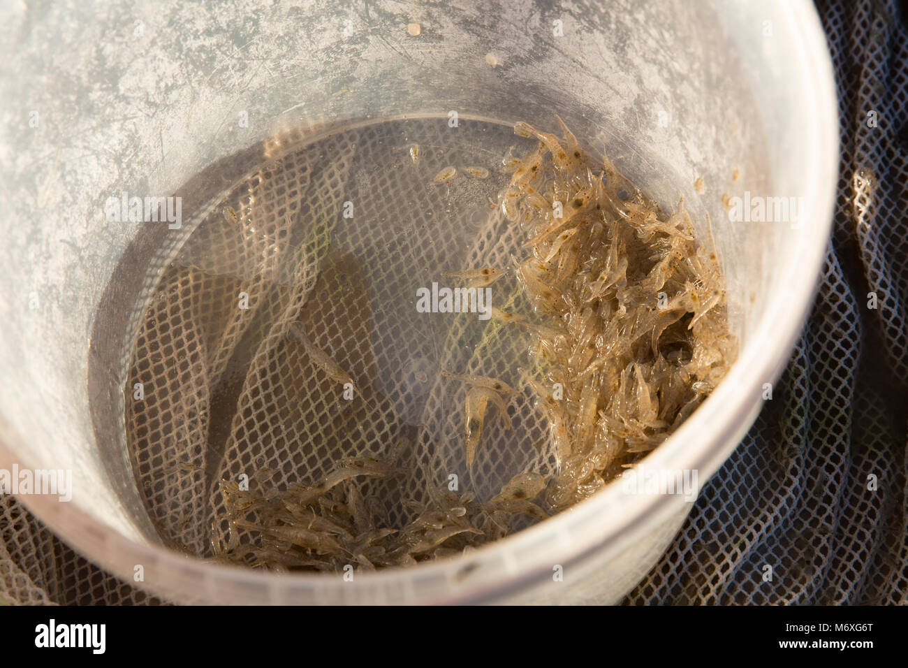 Morecambe Bay brown gamberetti della specie Crangon crangon, catturati in una casa fatta spingere net con la bassa marea. Lancashire England Regno Unito GB Foto Stock