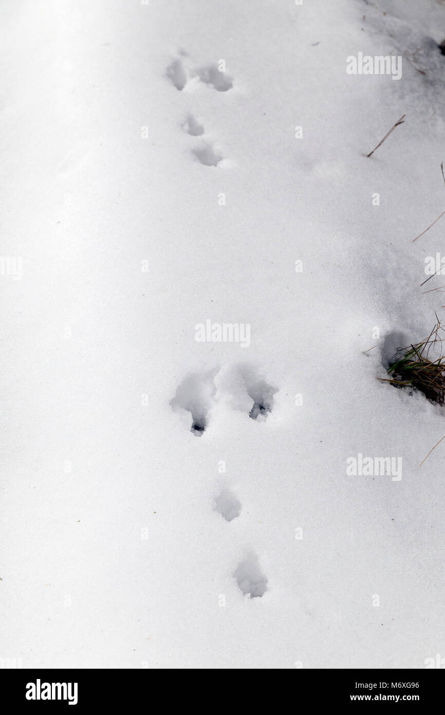 Da volpi e badgers di Conigli e Cervi, imparare a identificare le tracce e le orme degli animali nella neve. ... Coniglio. Visita di un bosco innevato e Foto Stock