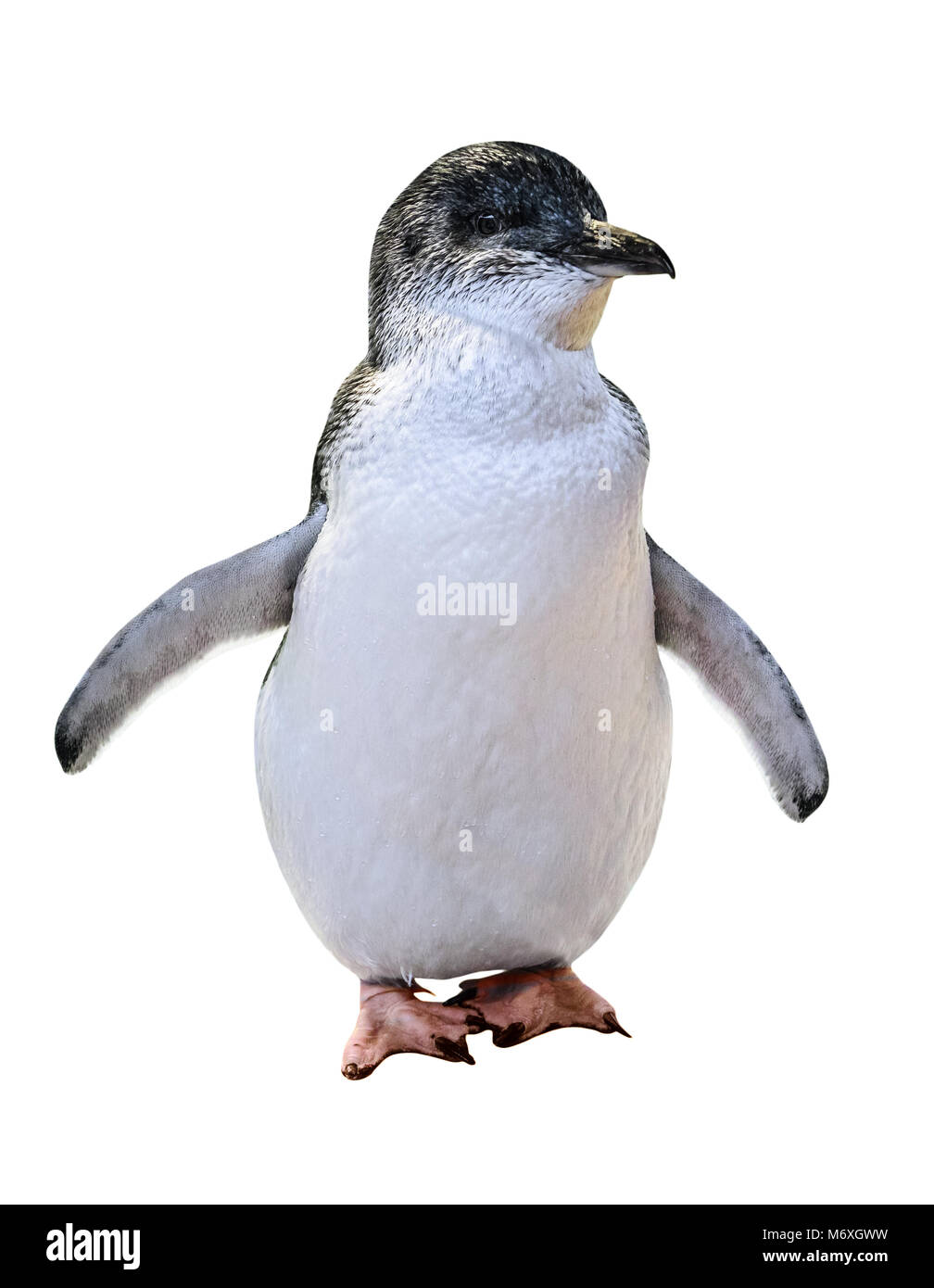 In piedi di una piccolo pinguino Australiano, isolato su sfondo bianco.  Vista frontale. I pinguini australiani sono famosi in Isole seguenti:  Phillip Island, isola dei Pinguini e l'Isola di Bruny Foto stock -