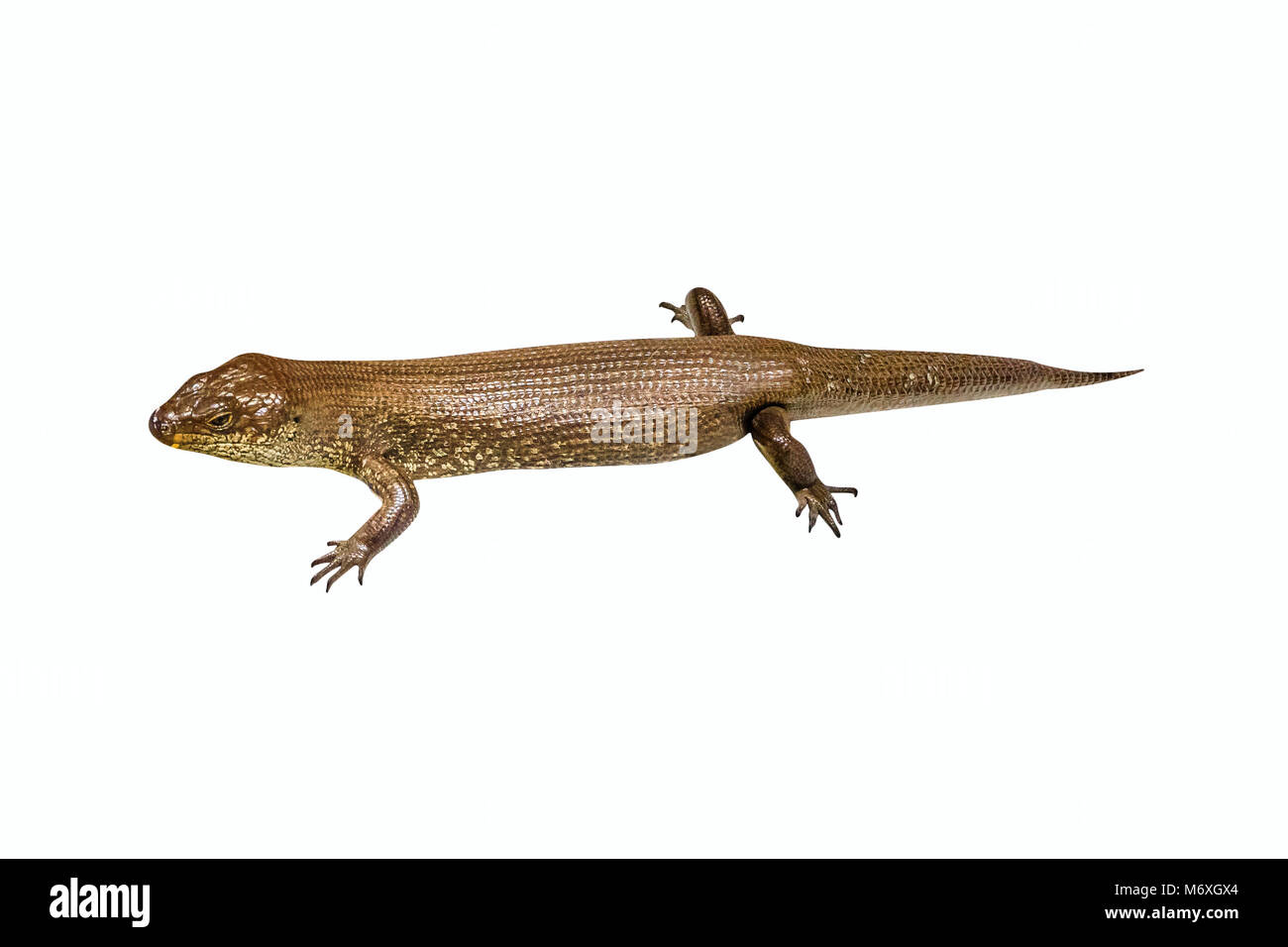 Egernia kingii, King's skink, isolato su sfondo bianco. Si trova nelle regioni costiere del sud-ovest dell'Australia, l'Isola di Rottnest e Isola dei pinguini. Questo rettile mangia anche uova di uccello. Foto Stock