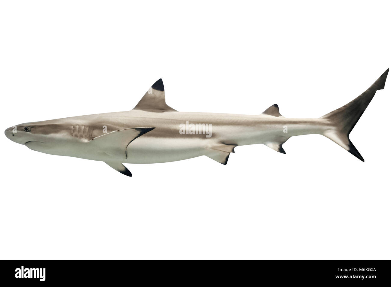 Vista laterale della Australian blacktip shark Carcharhinus tilstoni, isolato su bianco. È una specie di squalo requiem, famiglia Carcharhinidae, endemico a nord e a est dell'Australia. Copia dello spazio. Foto Stock