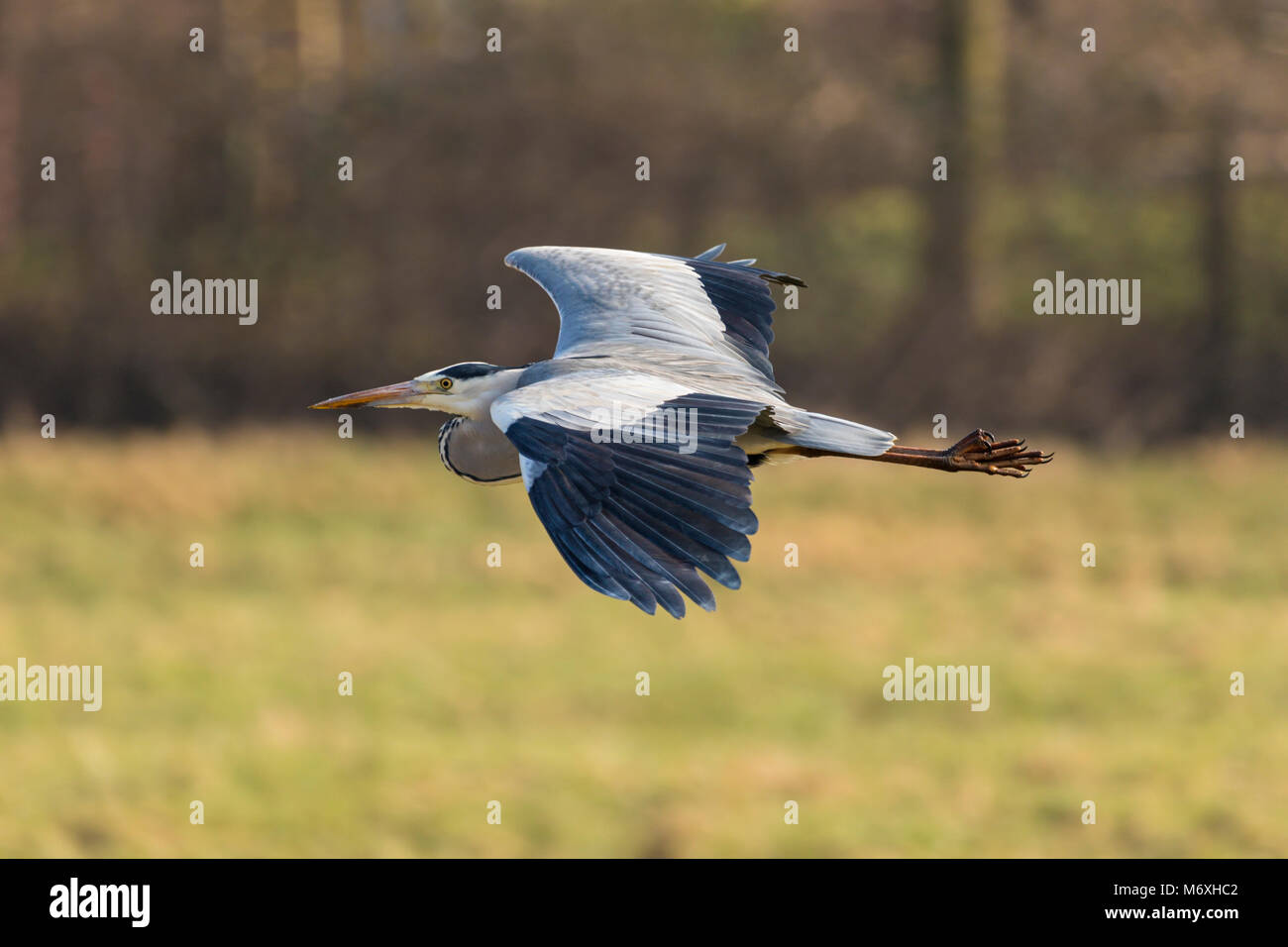 Airone cenerino in volo bassa Foto Stock