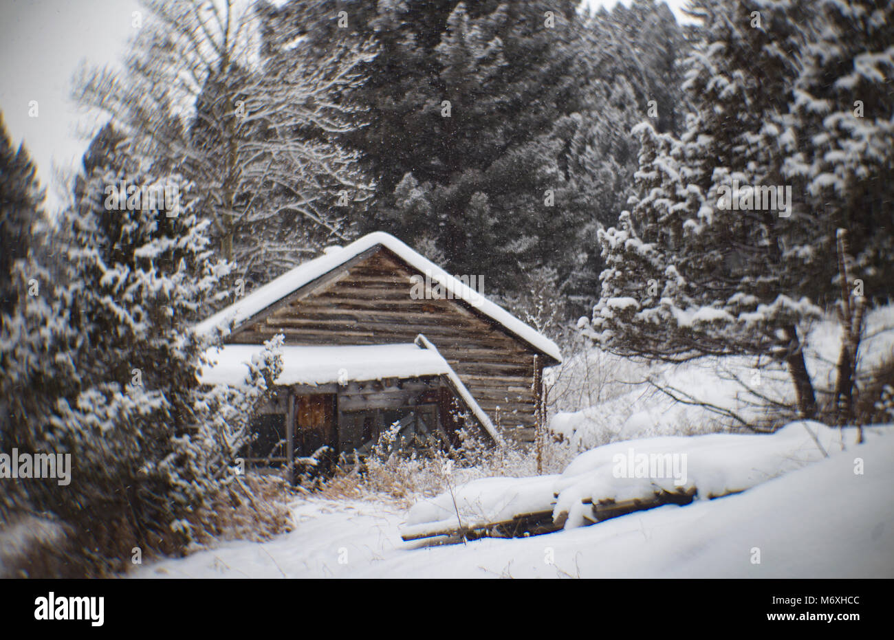 Un abbandonato log cabin nella città fantasma di torre, a est di Philipsburg, Montana. Foto Stock