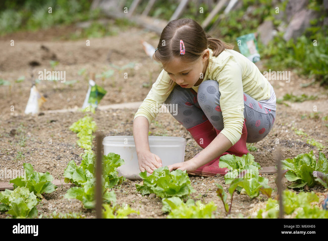 Bambina piantare insalata di giovani piantine in primavera, contribuendo con il giardinaggio. Educazione per la vita, home concetto di divertimento. Foto Stock