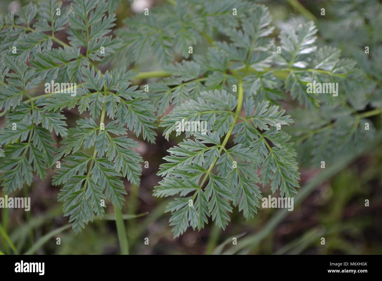 La cicuta, Conium maculatum, pezzata sunshine Foto Stock