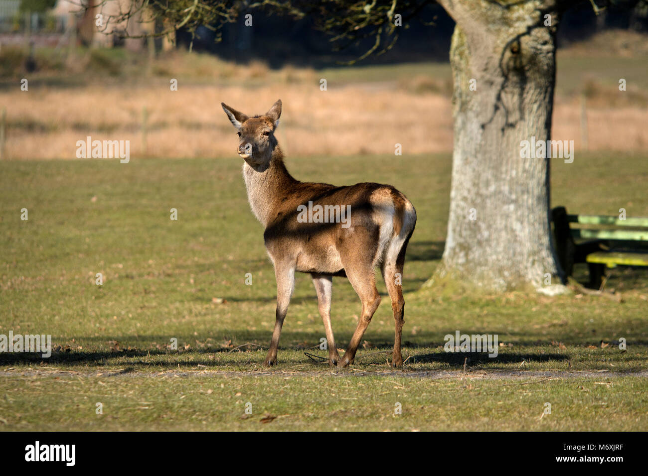 Red Deer cerve a Burley in New Forest, Hampshire, Regno Unito. Foto Stock