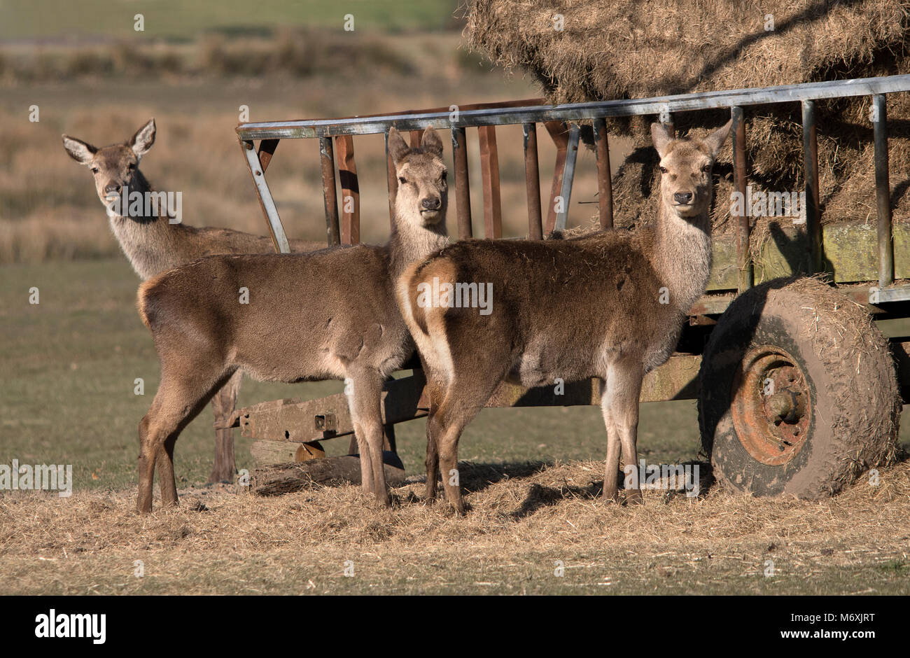 Red Deer cerve a Burley in New Forest, Hampshire, Regno Unito. Foto Stock