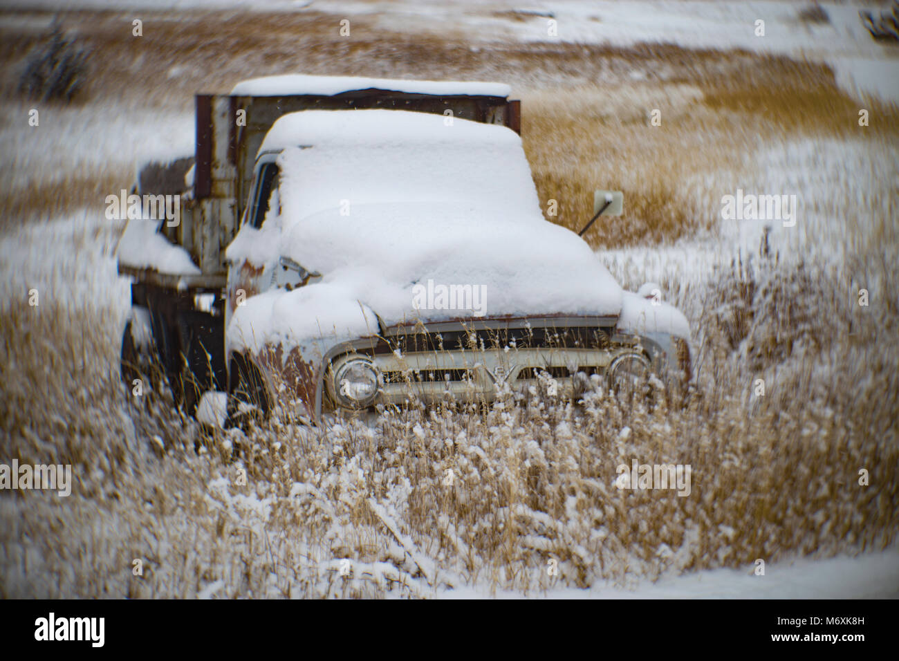 Un 1953 Ford autocarro con cassone ribaltabile, in una coperta di neve campo, in Philipsburg, Montana. Foto Stock