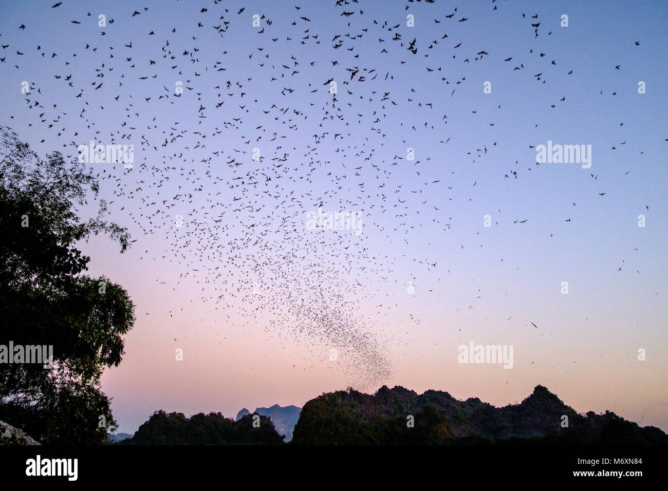 Milioni di pipistrelli in grandi sciami siano lasciando Pipistrelli ogni sera dopo il tramonto, attraversando il Saluen Thanlyin river Foto Stock