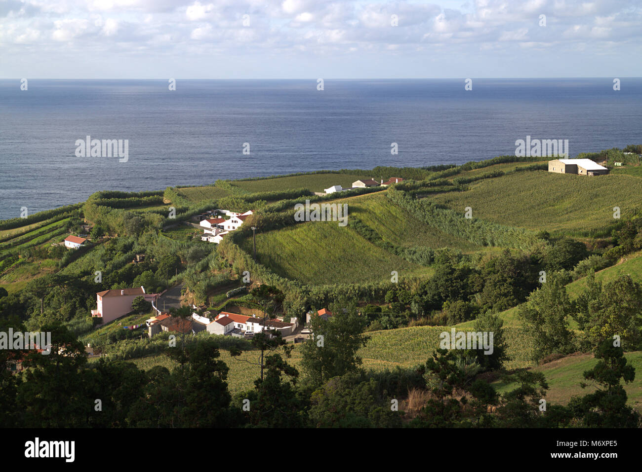 La piantagione di tè, Porto Formoso, isola Sao Miguel, isole Azzorre, Portogallo Foto Stock