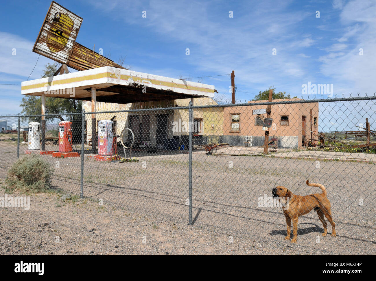 Un cane abbaia dall'interno di un recinto che circonda un ex Merlano fratelli stazione di gas nel percorso 66 comunità di Newberry Springs, California. Foto Stock