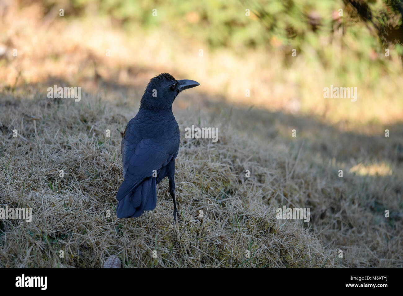 Ig Black Bird in città. Grandi fatturati crow, jungle crow, spesso o fatturati crow (Corvus macrorhynchos) in piedi sul prato verde Foto Stock