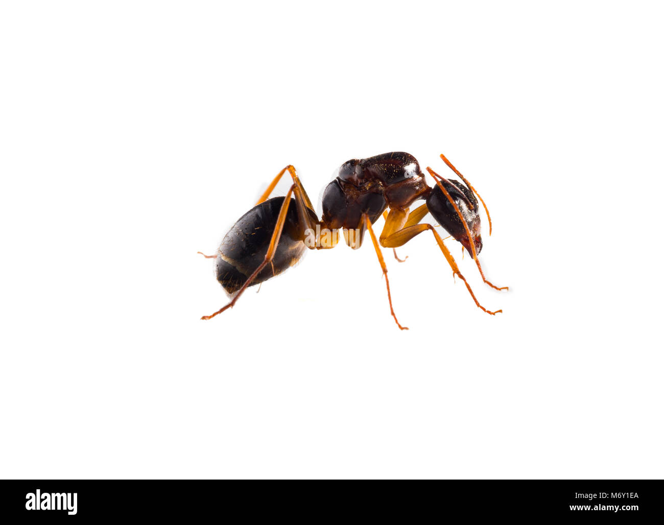 Raccolta di 9 brown forest formiche su sfondo bianco in diverse posizioni. Foto Stock
