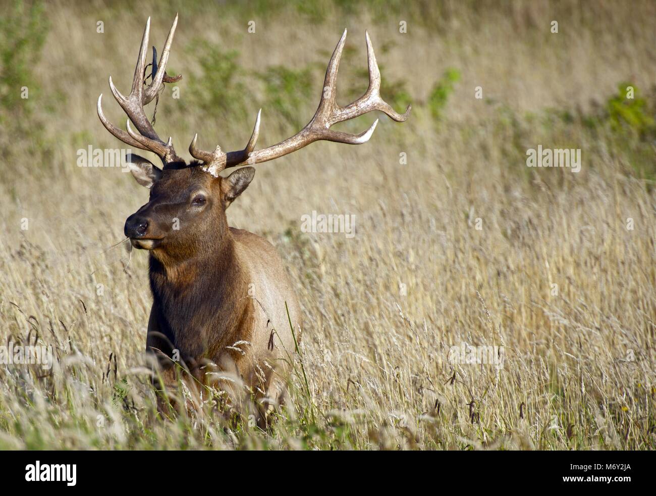 Elk in erba. California del Nord la fauna selvatica Raccolta di fotografie. L'ELK. Foto Stock