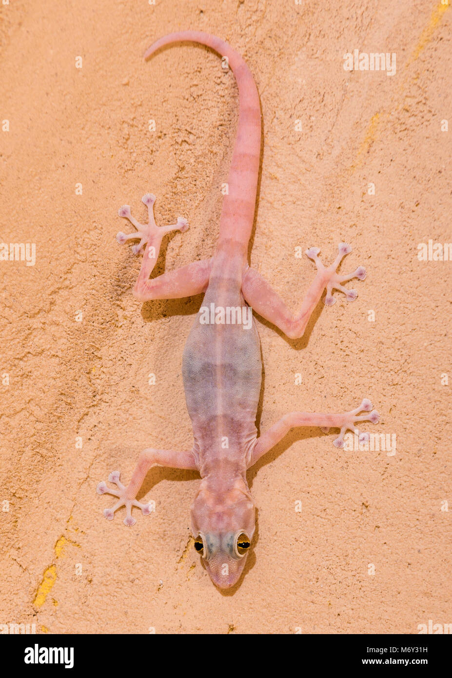 Piccola lucertola geco su una parete la caccia Foto Stock