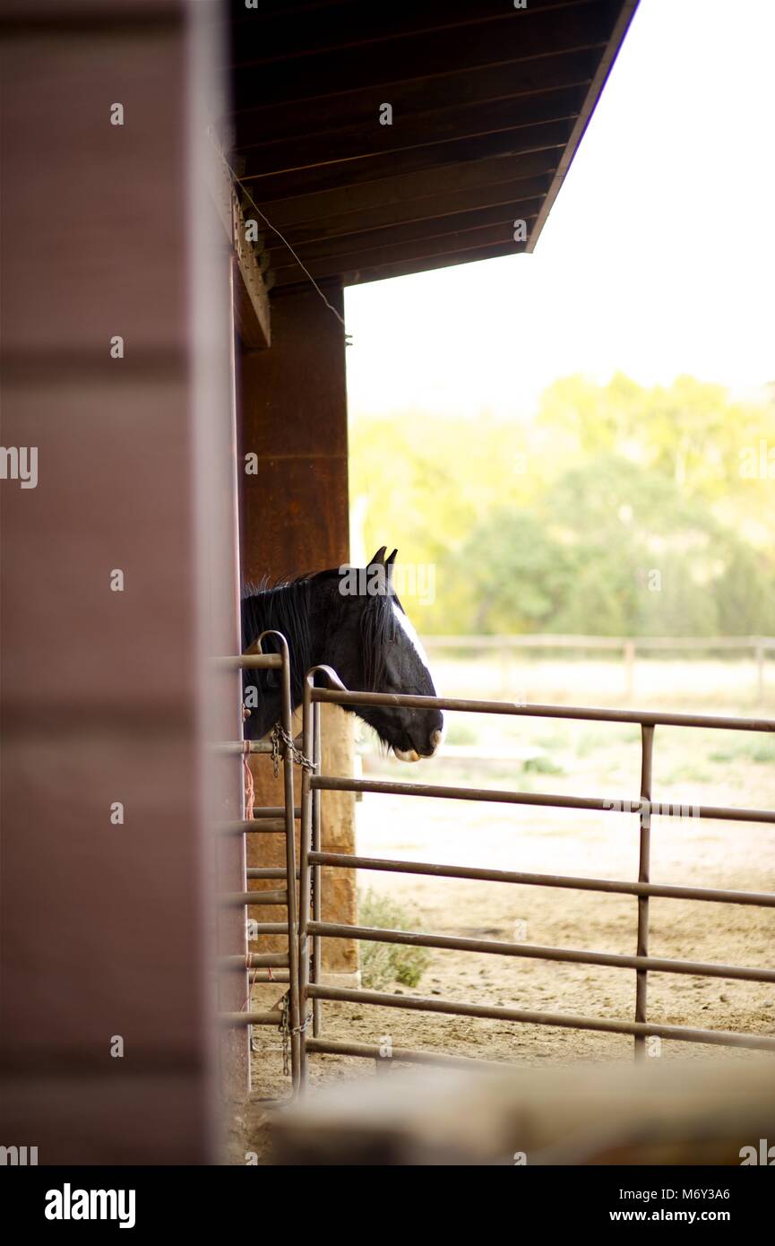 Il cavallo in un granaio - Tema di allevamento. Agricoltura Raccolta foto. Foto Stock