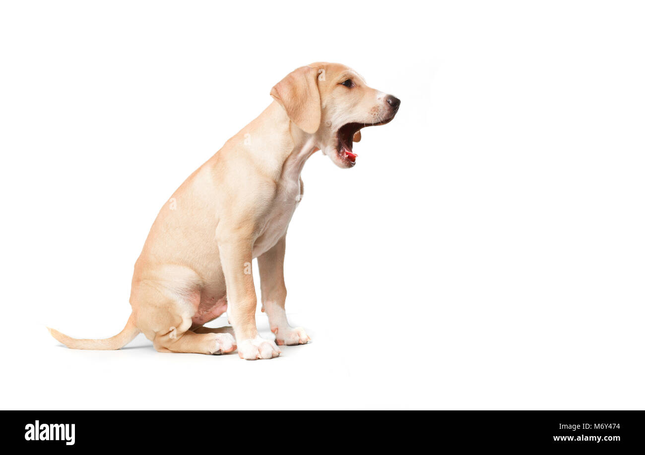 Corto pelo biondo dog sitter e sbadigli Foto Stock