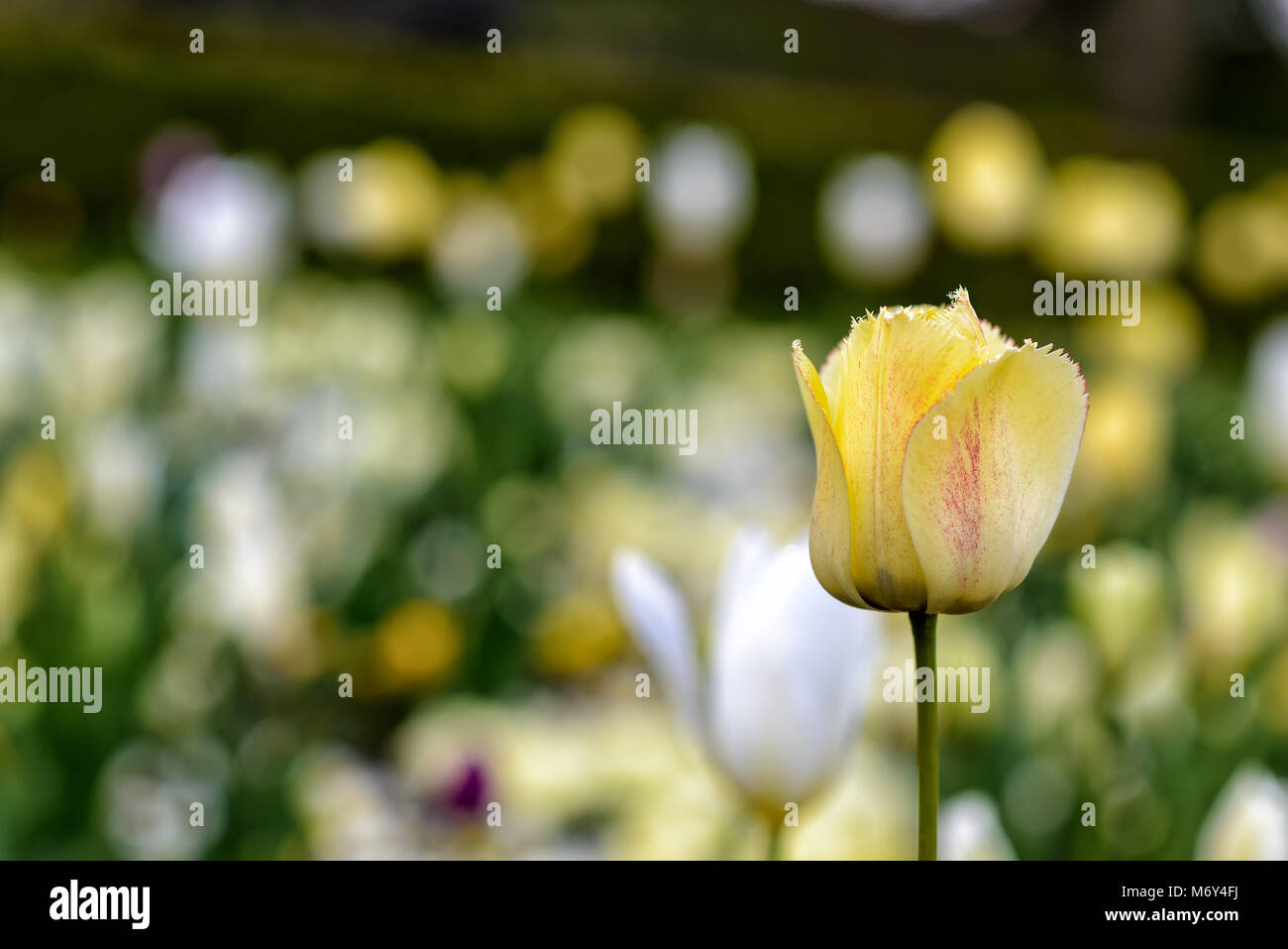 Tulip colorati in piena fioritura in primavera in Germania in Europa Foto Stock