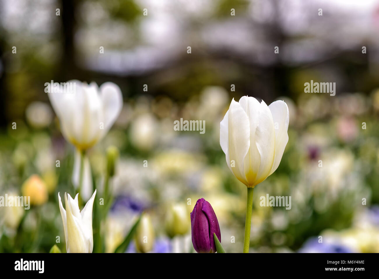 Tulip colorati in piena fioritura in primavera in Germania in Europa Foto Stock