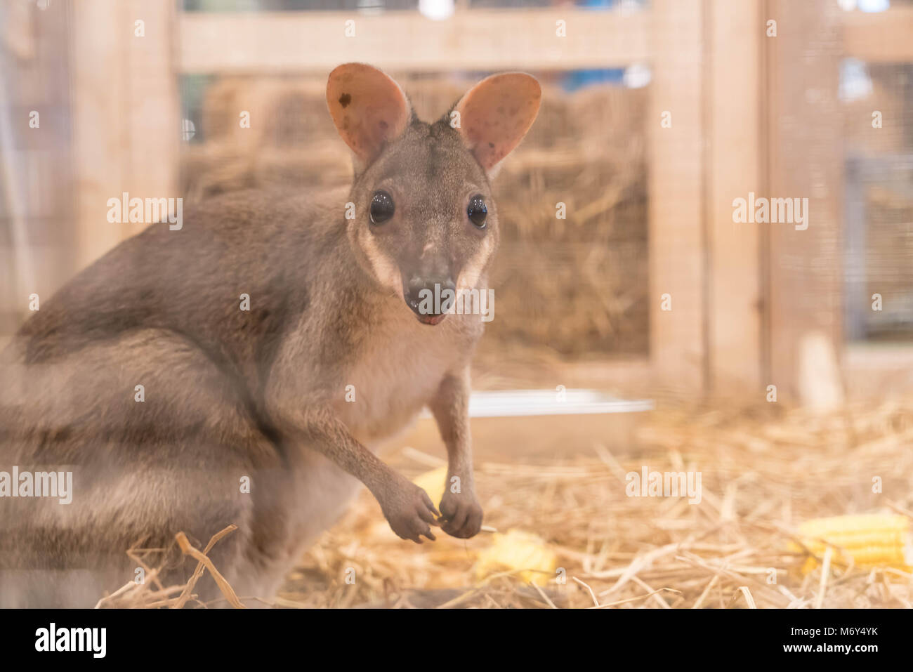 Wallaby o Mini Kangaroo in fattoria Foto Stock