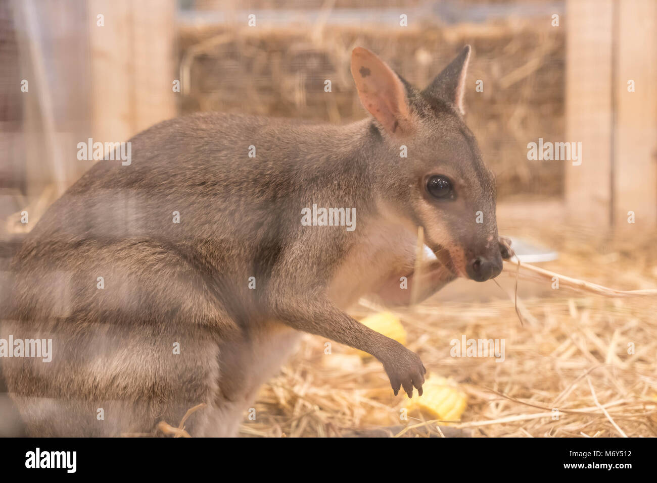 Wallaby o Mini Kangaroo in fattoria Foto Stock
