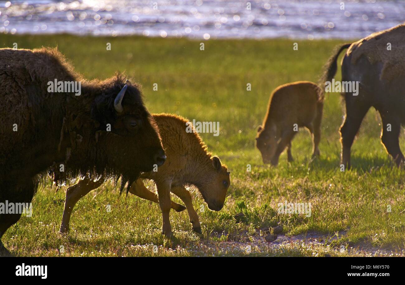 Wyoming bisonti - Buffalo americana nel Parco Nazionale di Yellowstone. La fauna selvatica Raccolta di fotografie. Il Wyoming, STATI UNITI D'AMERICA. Foto Stock