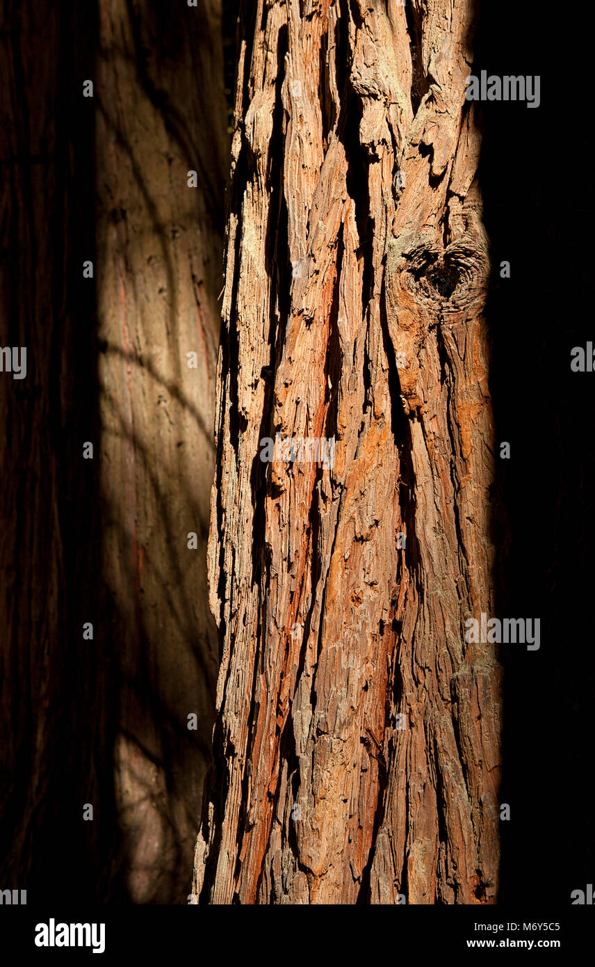 Splendida sequoia di corteccia di albero con texture morbida ombra in background, struttura di crepe e di intoppo, DOF. Foto Stock