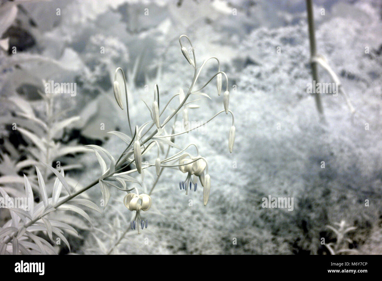 Immagine infrarossa del gambo lungo la pianta con boccioli e fiori in un giardino Foto Stock