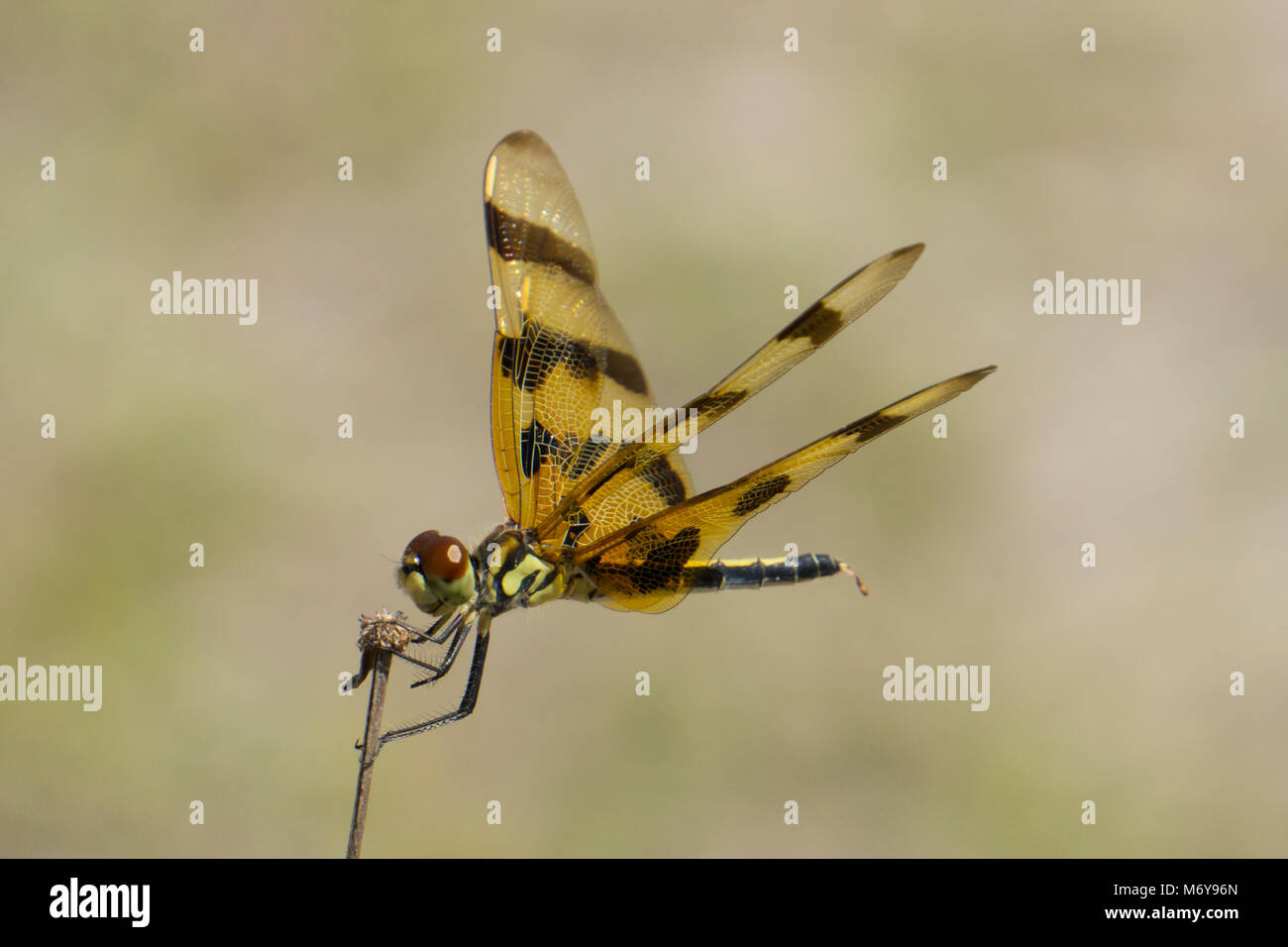 Halloween Pennant dragonfly (Celithemis eponina) all'Hawk's Bluff Trail nel preservare savane parco statale, Jensen Beach, Martin County, Florida, Stati Uniti d'America Foto Stock