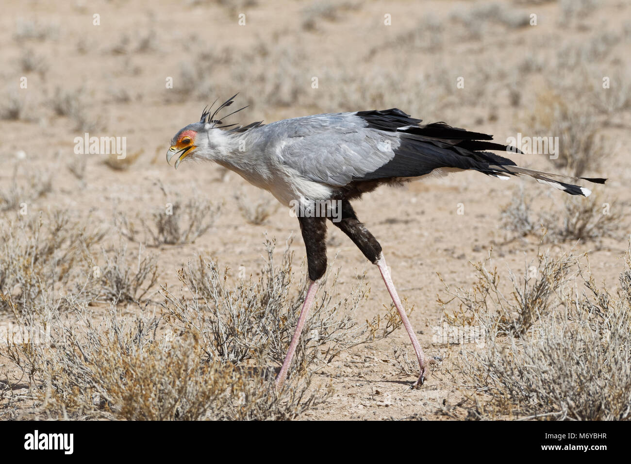 Segretario bird (Sagittarius serpentarius), adulto, in cerca di preda, concentrato, Kgalagadi Parco transfrontaliero, Northern Cape, Sud Africa e Africa Foto Stock