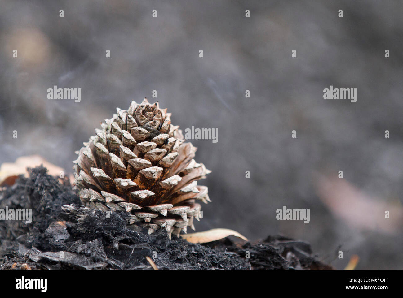 Table Mountain Pine cono . Foto Stock