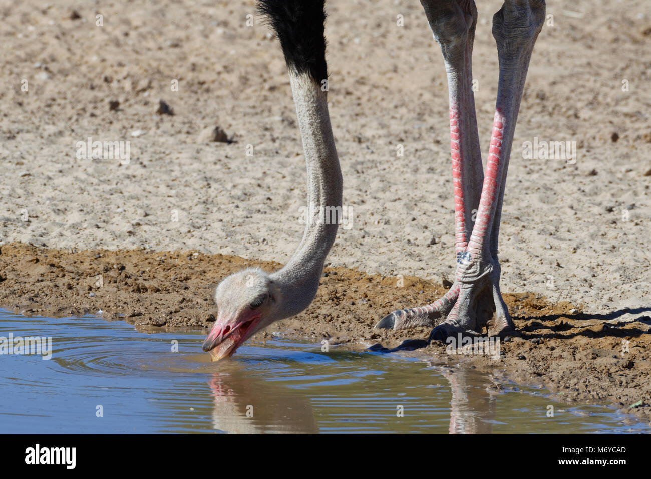 Struzzo Sudafricano (Struthio camelus australis), maschi adulti a bere un waterhole, Kgalagadi Parco transfrontaliero, Northern Cape, Sud Africa Foto Stock