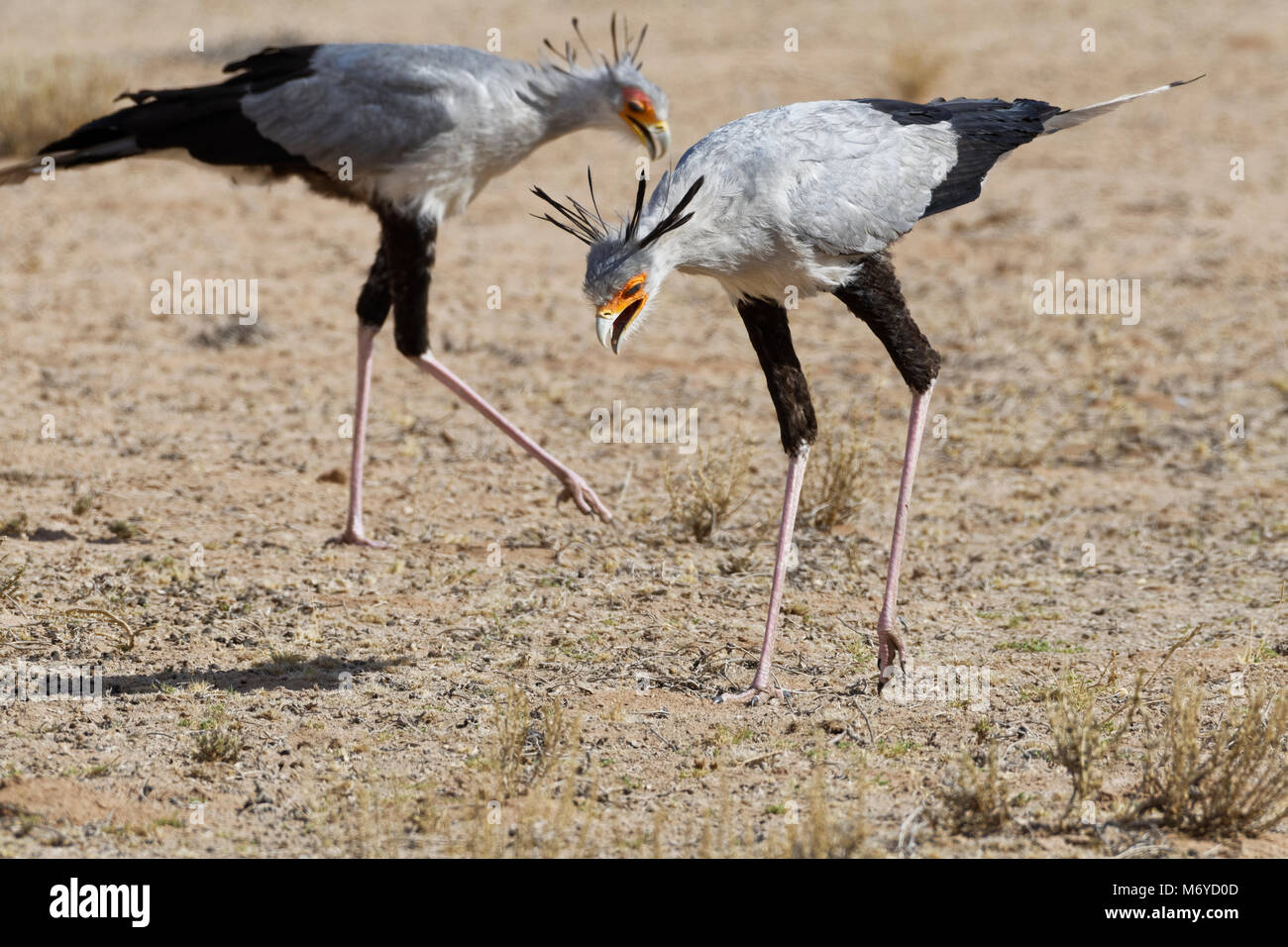 Segretario di uccelli (Sagittarius serpentarius), adulti in cerca di preda, concentrato, Kgalagadi Parco transfrontaliero, Northern Cape, Sud Africa e Africa Foto Stock