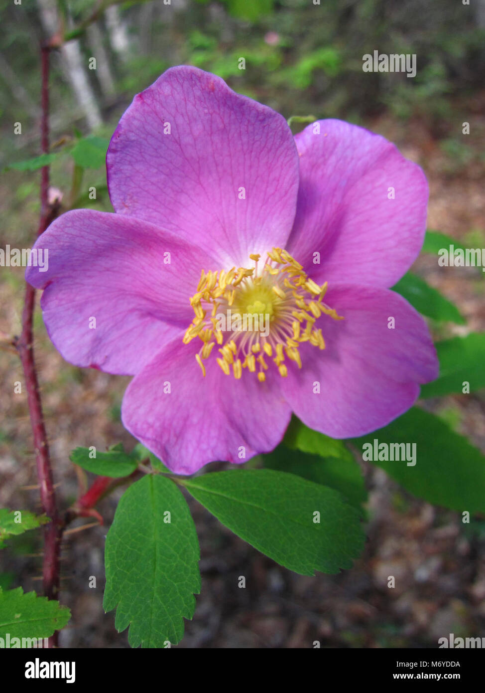 La rosa selvatica (Rosa acicularis) . La rosa selvatica, noto anche come l'artico rose, si contraddistingue per la luce rosa petali arrotondati. Foto Stock