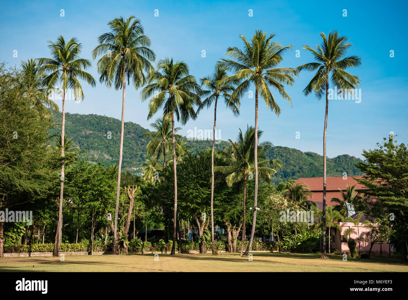 Tropical resort city con palme verdi Foto Stock