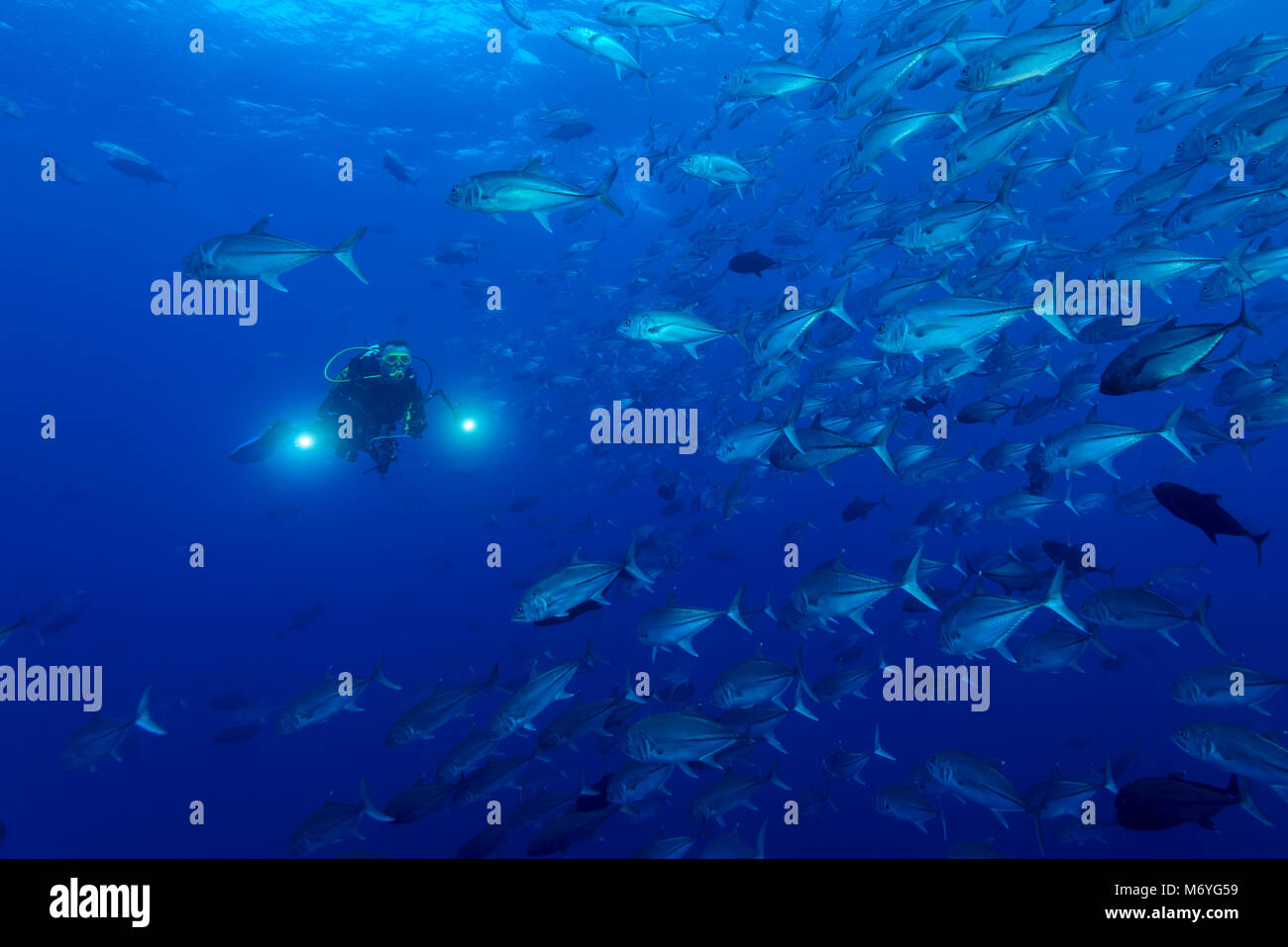 Carangidi obeso,Caranx sexfasciatus,Scuola di trevallies e scuba diver,Cocos Island,Costa Rica,Oceano Pacifico,Signor sì Foto Stock