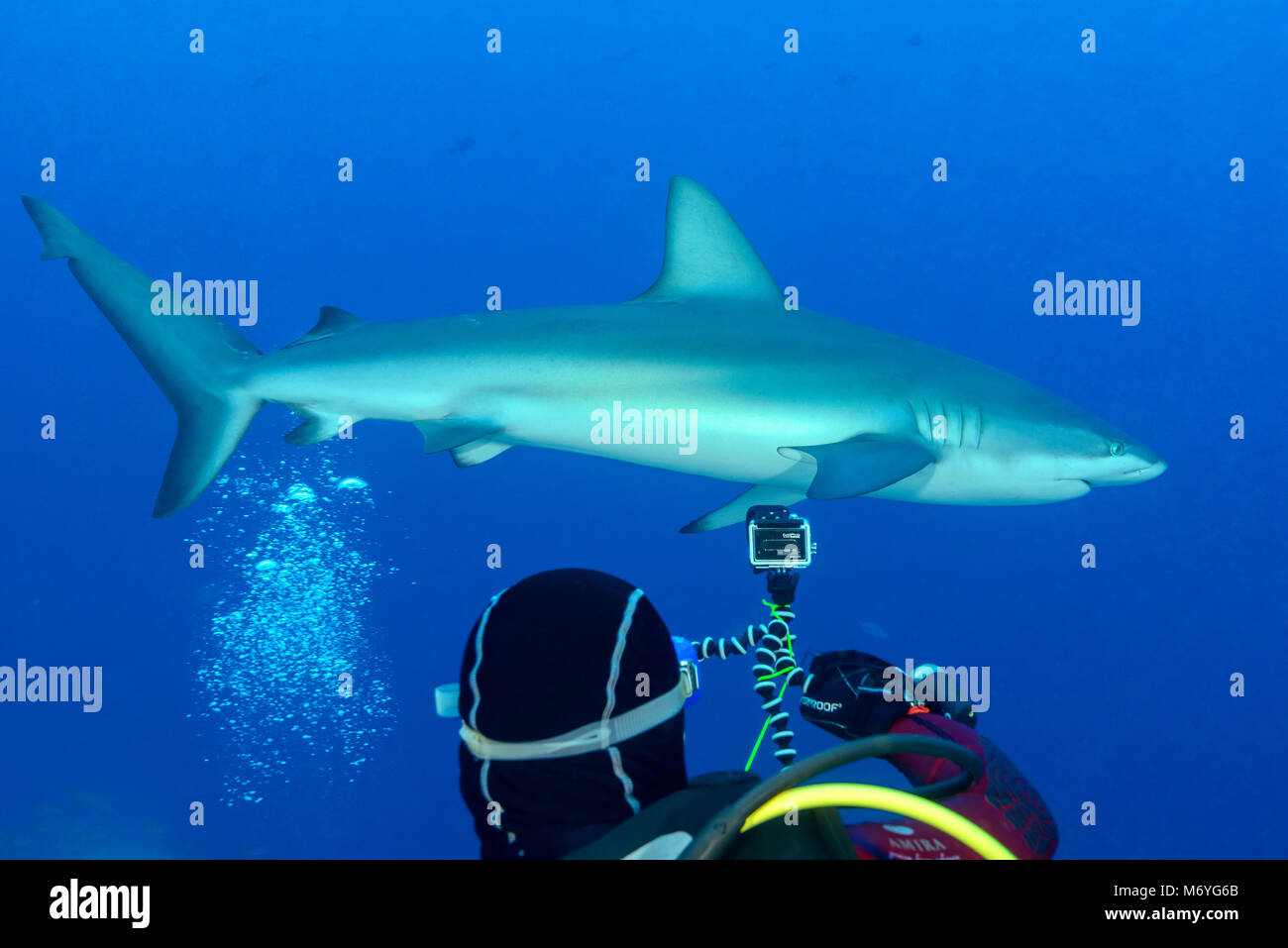 Le Galapagos shark,Carcharhinus galapagensis,e scuba diver,Cocos Island,Costa Rica,Oceano Pacifico,Signor sì Foto Stock