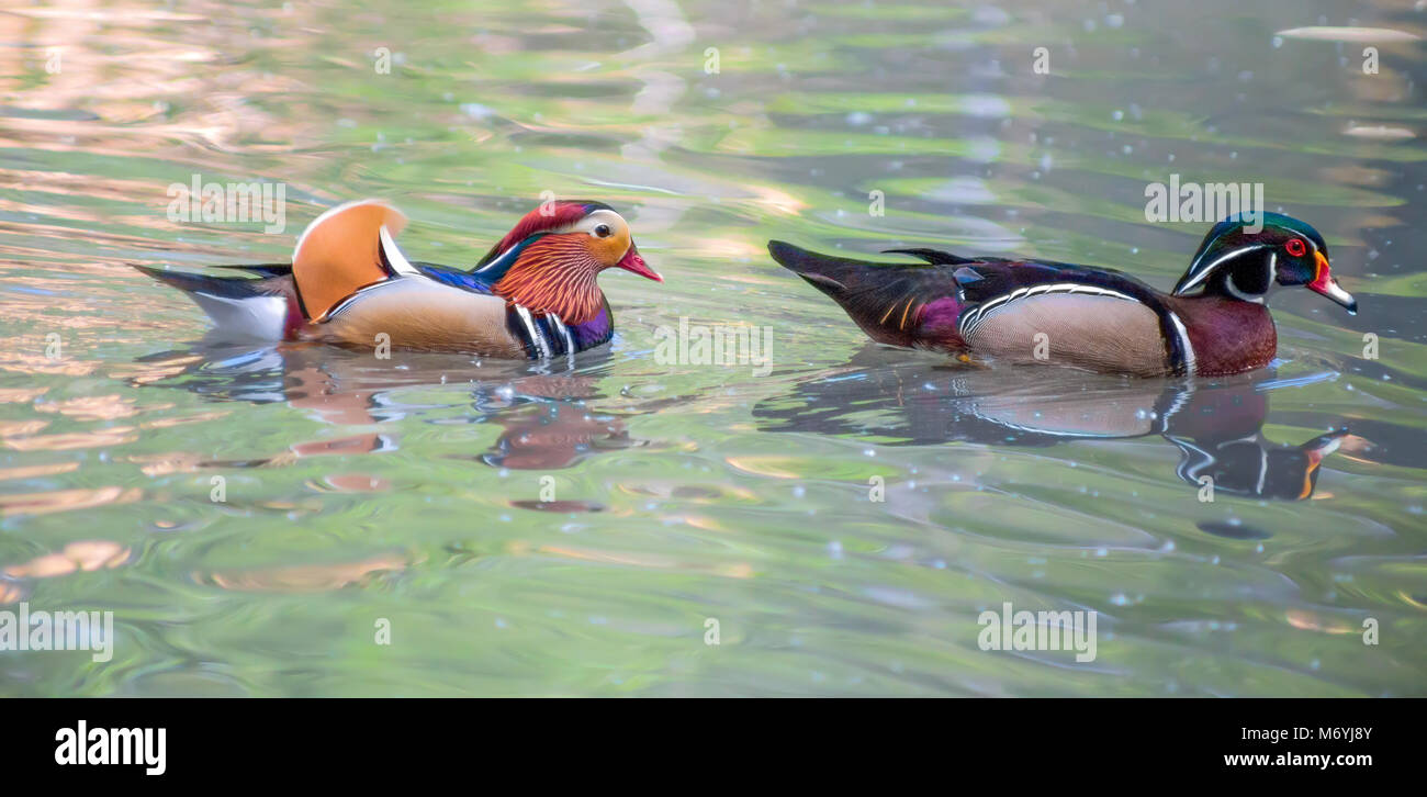 Anatra di mandarino e anatra di legno Foto Stock