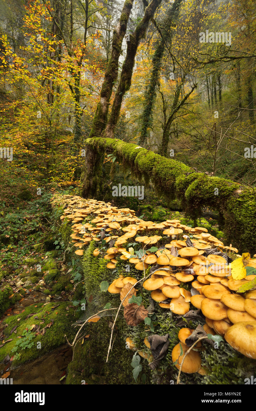 I funghi in autunno, Bief du Sarrazin, Source du Lison, Doubs, Franche-Comté, Francia Foto Stock
