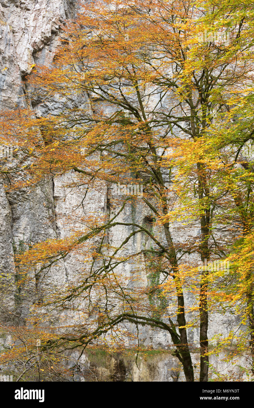 I colori autunnali, Bief du Sarrazin, Source du Lison, Doubs, Franche-Comté, Francia Foto Stock