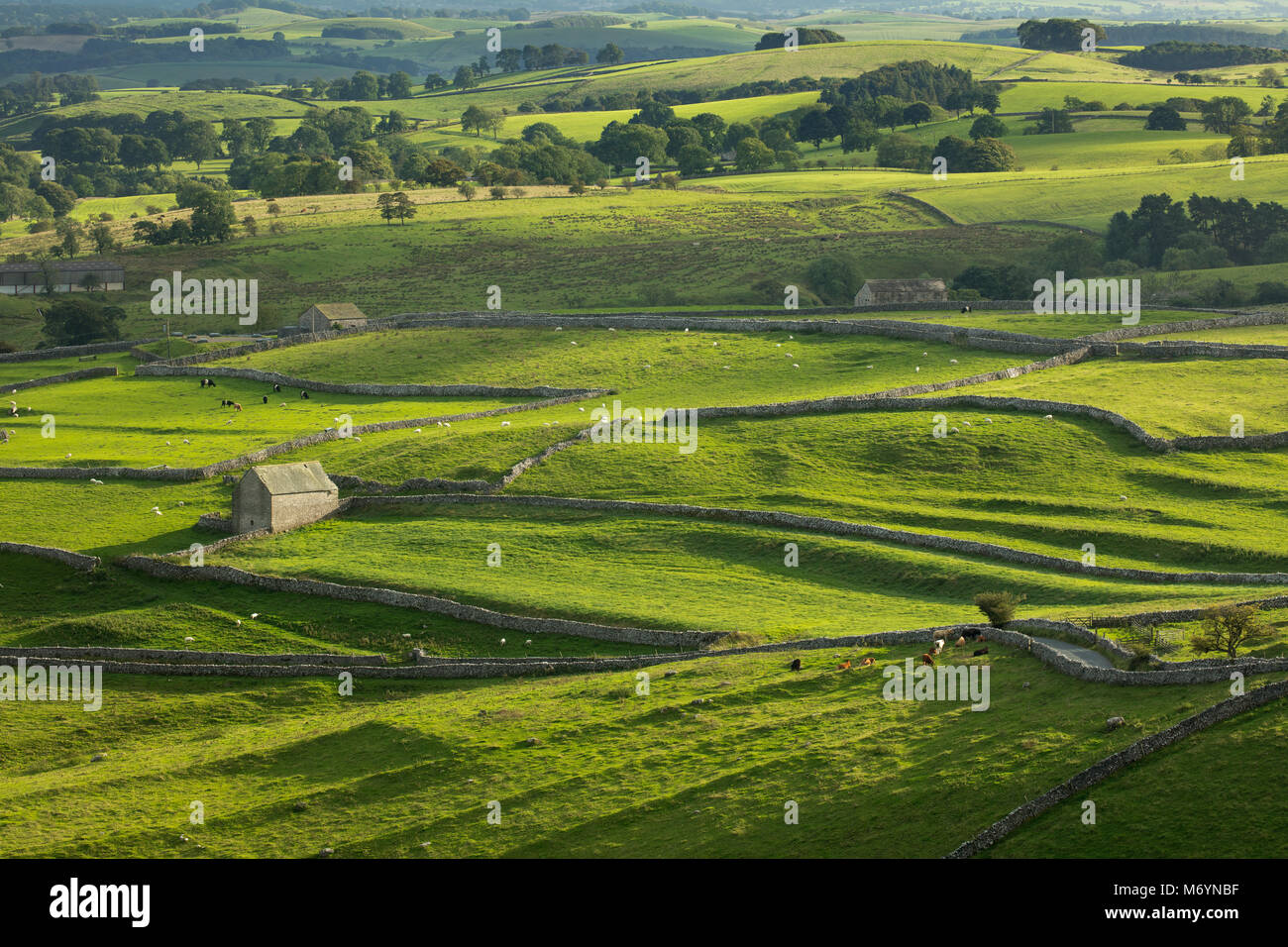 Il mosaico di campi vicino Malham, Yorkshire Dales National Park, England, Regno Unito Foto Stock