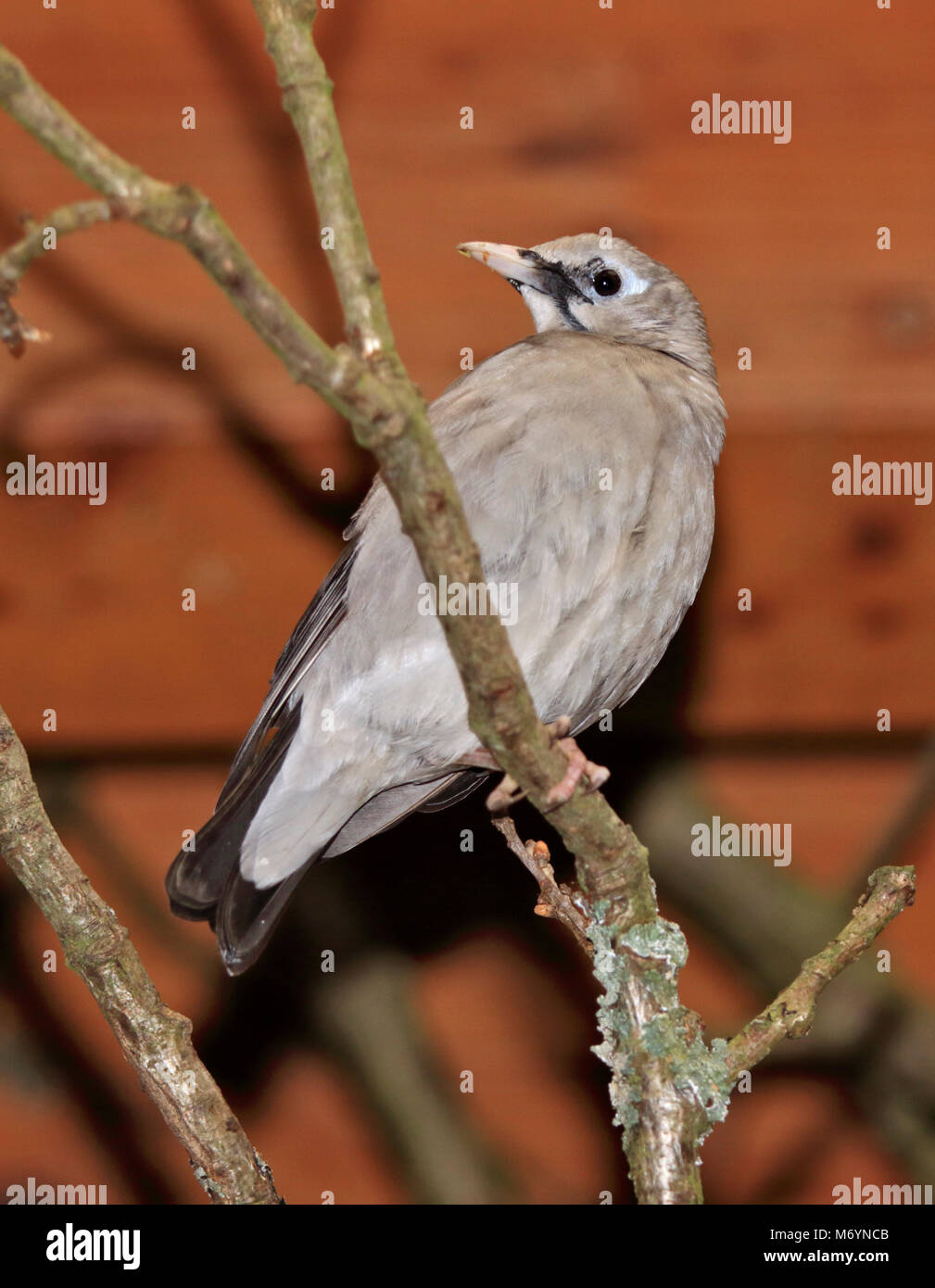 Wattled Starling (creaophora cinerea) Foto Stock