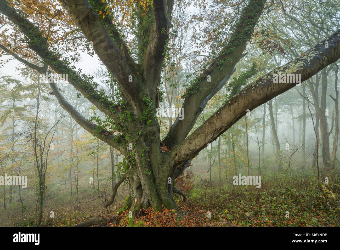 Una nebbiosa mattina autunnale nei boschi Everlanes, vicino Milborne Port, Somerset, Inghilterra, Regno Unito Foto Stock