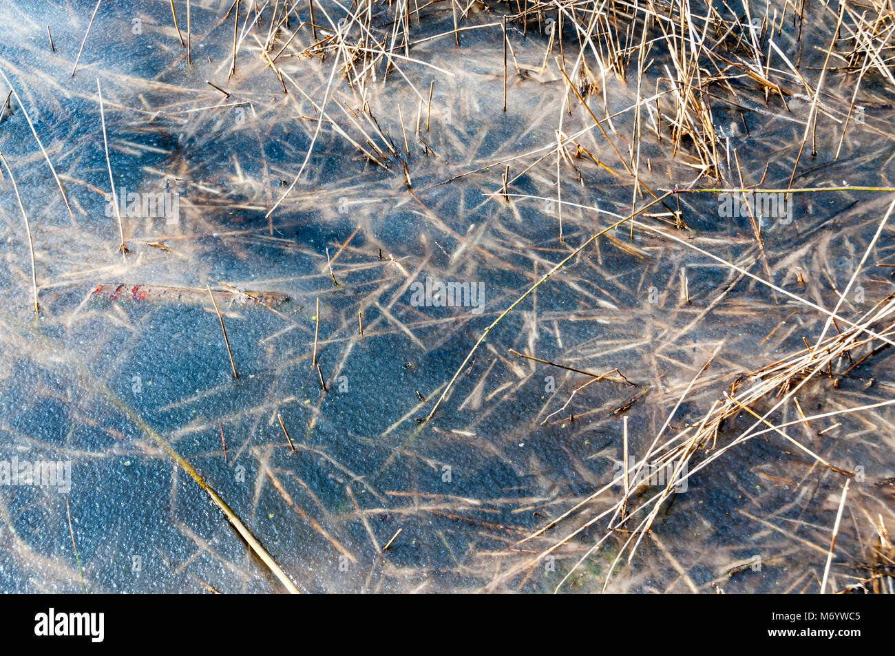 Reeds schiacciata sotto uno strato di ghiaccio su un laghetto congelato sul Dungeness. Foto Stock
