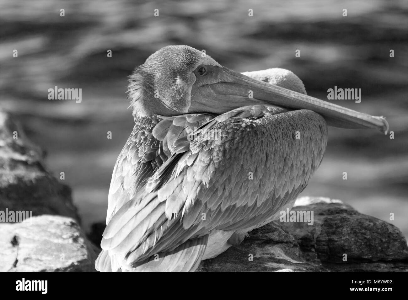 California Brown Pelican sono ' appollaiati sulla roccia di Punta Lobos in Baja California Messico - In bianco e nero Foto Stock