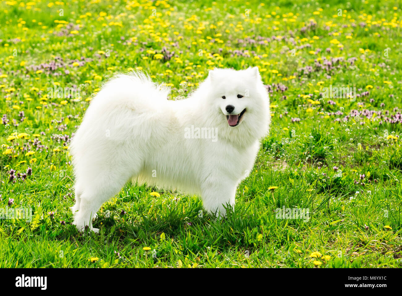 Un giovane cane bianco samoiedo su un campo verde in estate Foto Stock