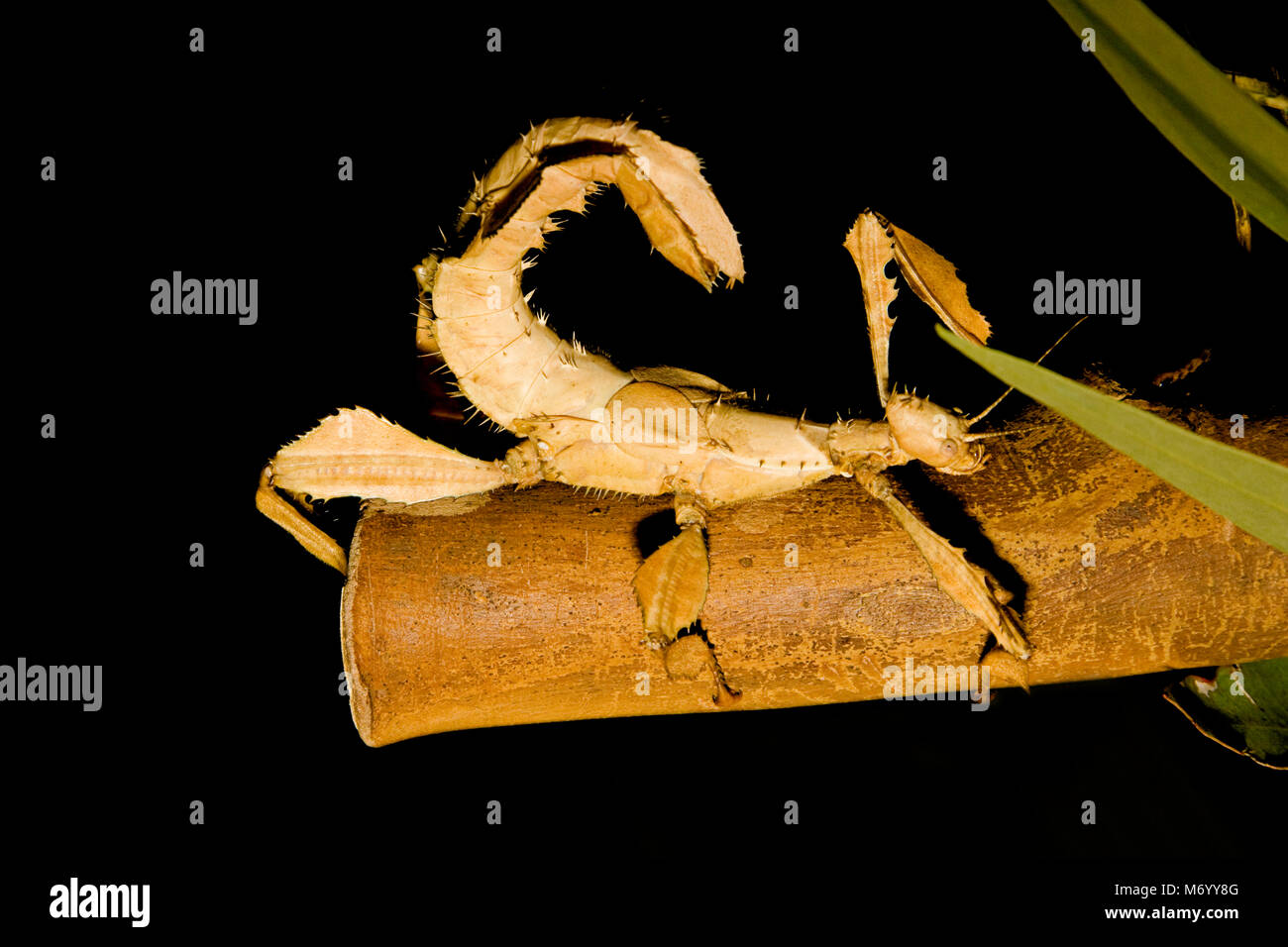 Femmina Spectre Macleays Stick insetto, Extatosoma tiaratum, crescere fino a 15 cm (6 pollici) e non vola, Queensland, Australia. Foto Stock