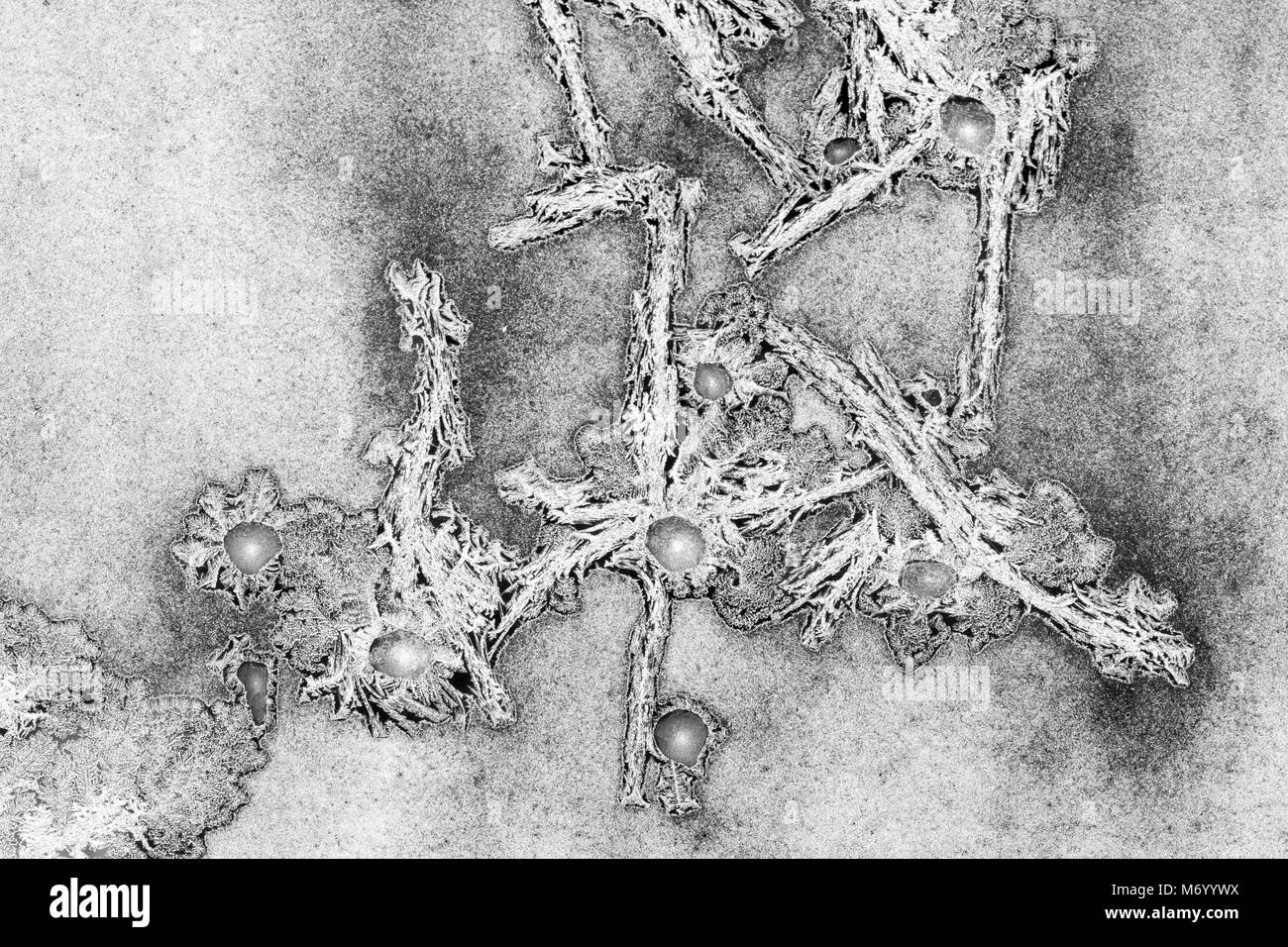 Ornamenti come sciacalli sulla finestra creata da gelo. Acqua congelata sulla finestra crea argento odecoration bellissimi ornamenti. Foto Stock