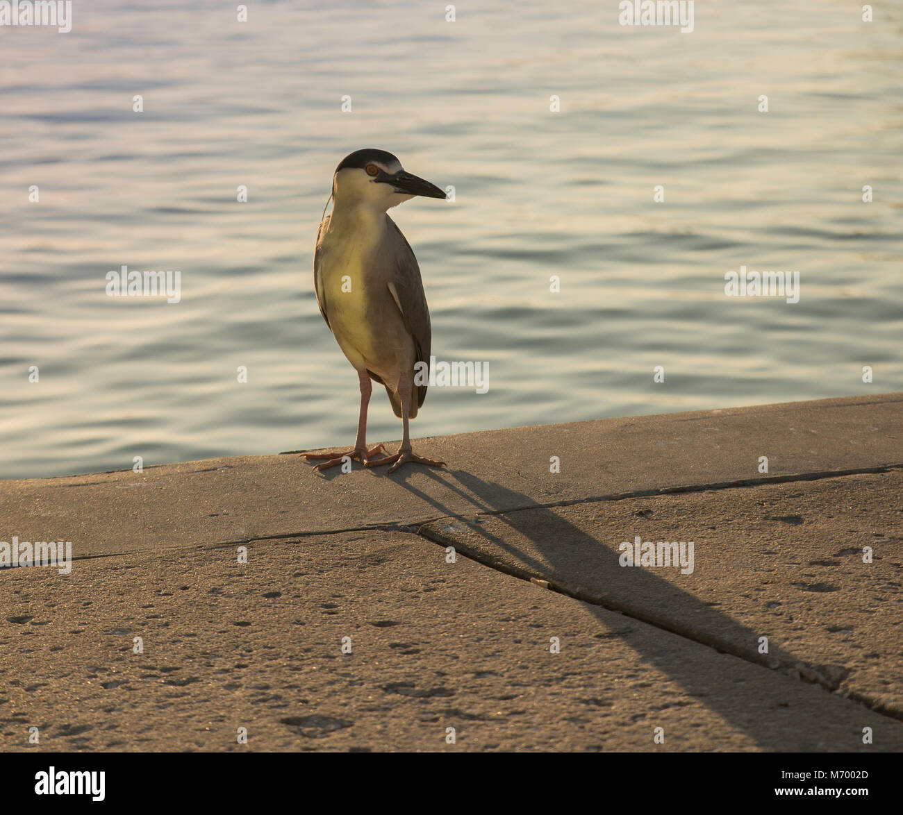 Sea bird arroccato sul bordo di un muro di cemento a bordo d'acqua Foto Stock