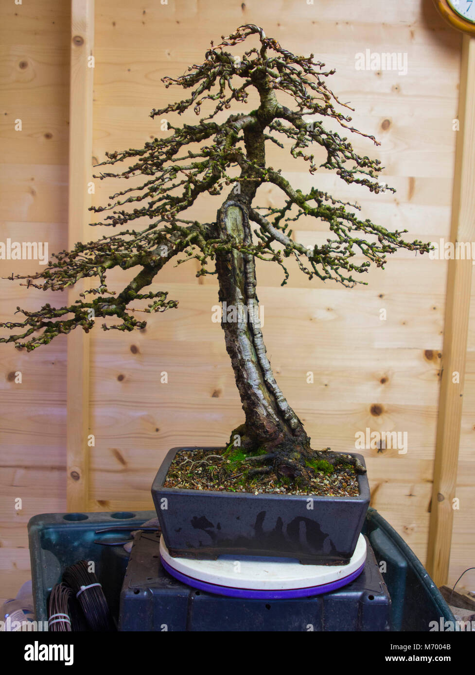 Un provino montante informale Larix Kaempheri (Larice) bonsai seguenti routine di manutenzione a molla e il ramo di collocamento e di potatura. Questo albero è di circa Foto Stock